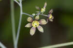 Blue cohosh